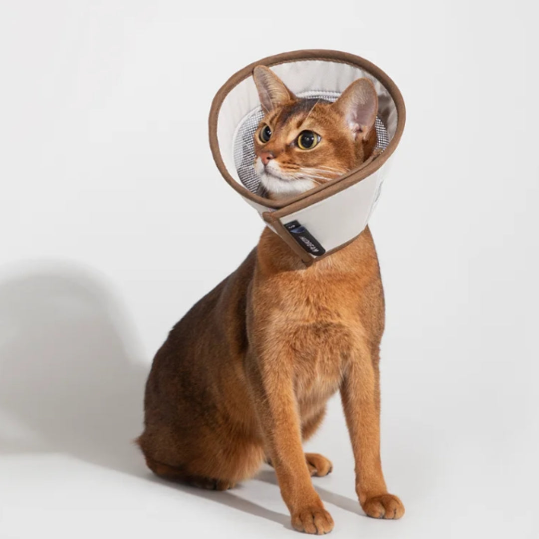 Cat cone for anti-lick recovery